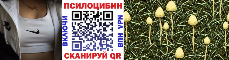 где продают   Зверево  Галлюциногенные грибы Psilocybine cubensis 